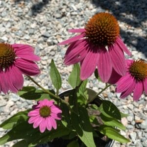 Echinacea PowWow Wild Berry 1G