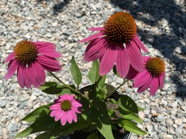 Echinacea PowWow Wild Berry 1G