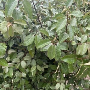 Elaeagnus Ebbingii 7G