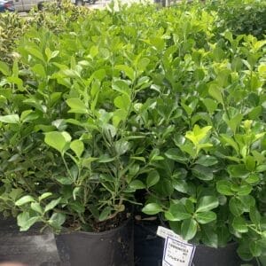 Euonymus Manhattan 3G