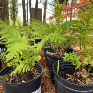 Large, yellowish-green fronds