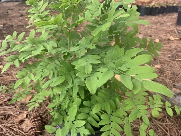 Green fronds, golden clusters of seed cases