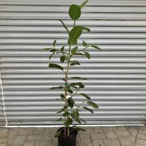 Deep green, oval leaves