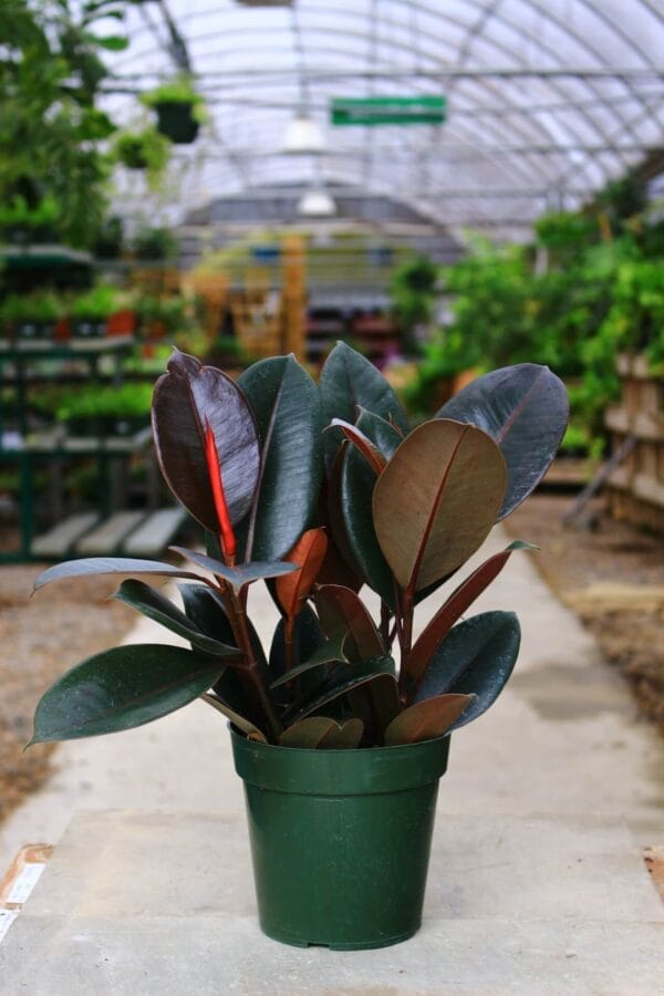 Deep green leaves, burgundy undersides