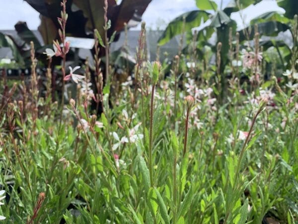 Gaura Sparkle White 1G