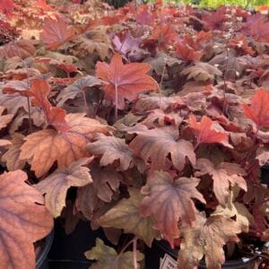 Heucherella Sweet Tea 2G