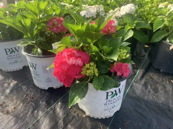 Hydrangea Cityline Paris 3G