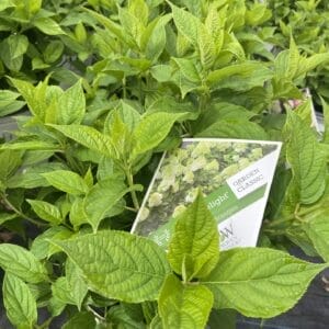Hydrangea Limelight 3G