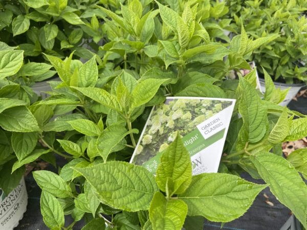 Hydrangea Limelight 3G