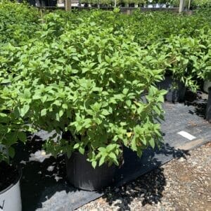 Hydrangea Limelight Shrub 7G
