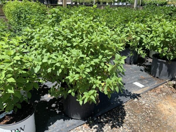 Hydrangea Limelight Shrub 7G