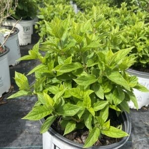 Hydrangea Little Lime 3G