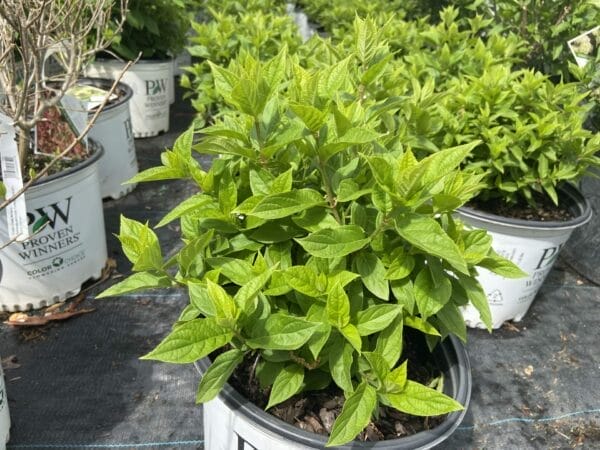 Hydrangea Little Lime 3G