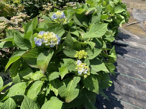 Hydrangea Nantucket 3G