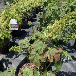 Hydrangea Ruby Slippers 3G