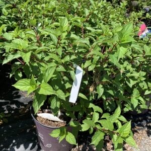 Hydrangea Vanilla Strawberry3G