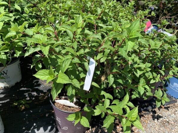 Hydrangea Vanilla Strawberry3G