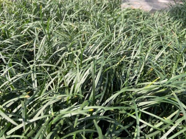 Mondo Grass 1G