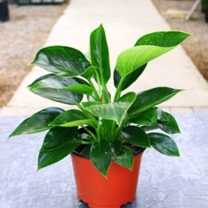 White pinstripes on green leaves