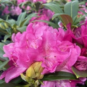 Rhododendron Holden 3G