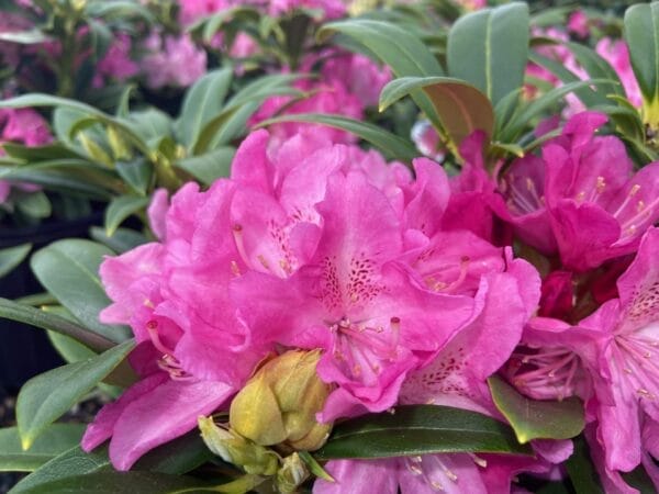 Rhododendron Holden 3G