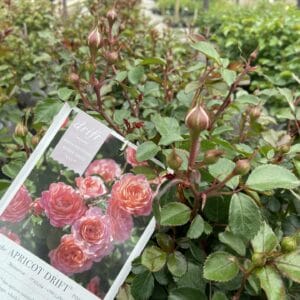 Rosa Drift Apricot 3G