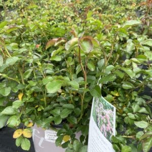 Rosa Drift Peach 3G