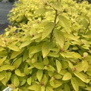 Spiraea Gold Mound 3G
