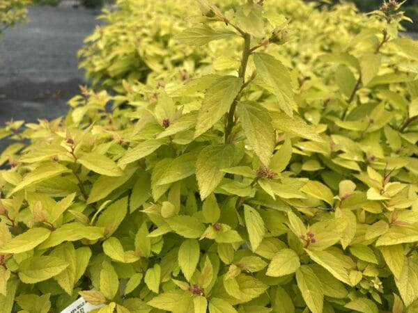 Spiraea Gold Mound 3G