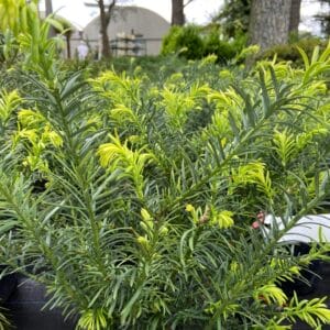Taxus Drupacea 3G