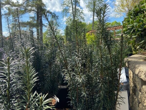Taxus Fastigiata 3G
