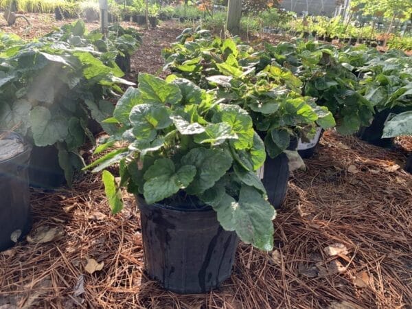 Tiarella Dark Star 1G