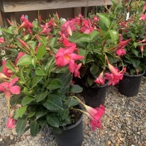 Tropical, green leaves pink flowers