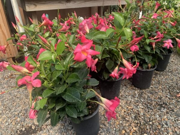 Tropical, green leaves pink flowers