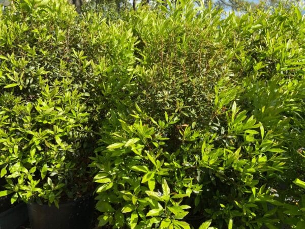 Fast growing native tree.