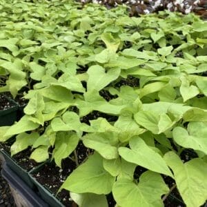 Impomea 4"