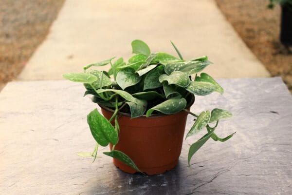 Vining, dark green leaves and silver spots