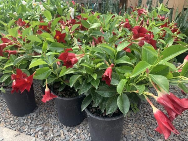Dipladenia 6" - Image 3