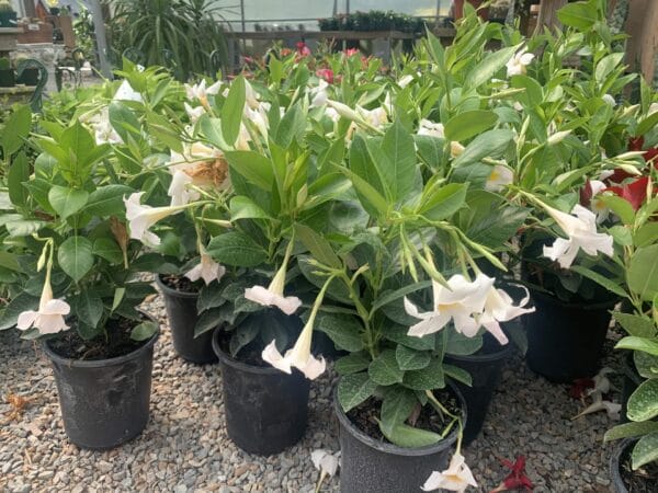 Dipladenia 6" - Image 2