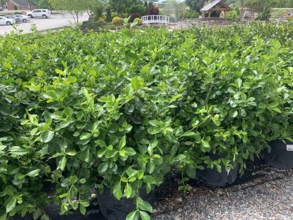 Fast growing evergreen.