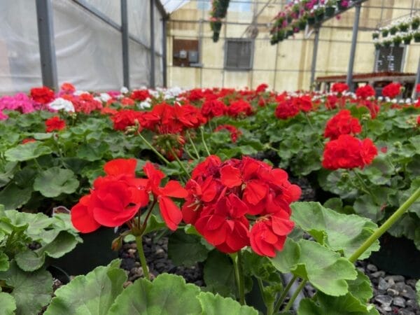 Geranium 6"