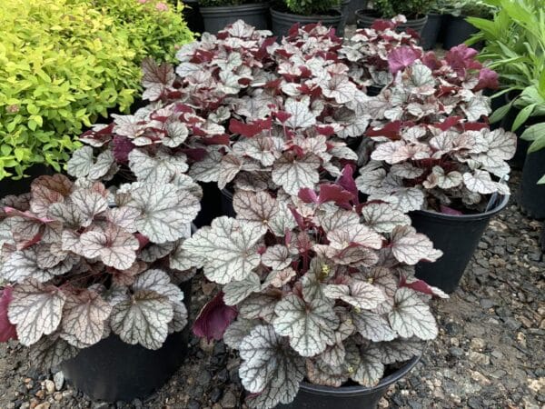 Silvery purple leaves