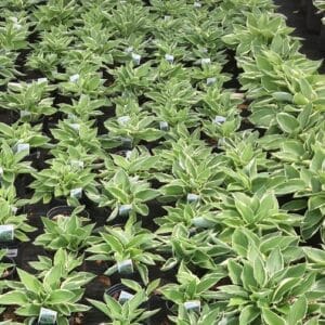 Oval shaped dark green leaves, white edges