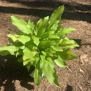 Hosta Sun Power 1G