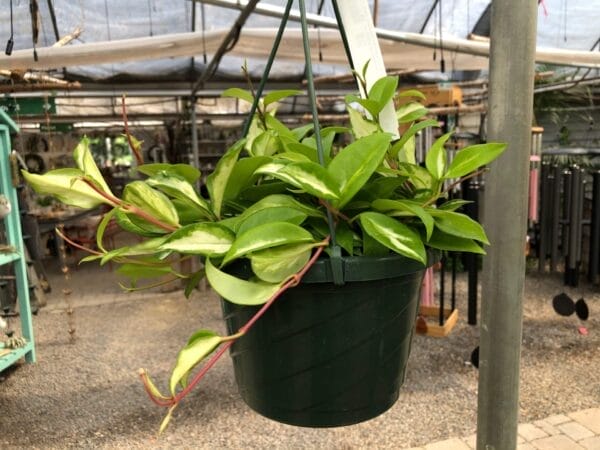 Hoya Premium Assorted 8"Basket - Image 2