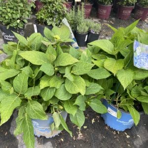 large, mop head flowers