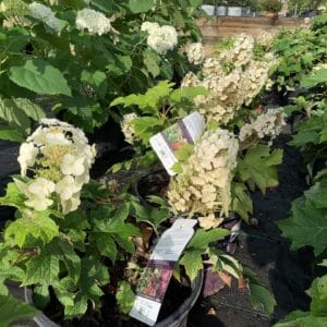 lustrous dark green foliage