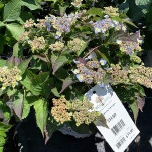 Hydrangea Tiny Tuff Stuff 3G
