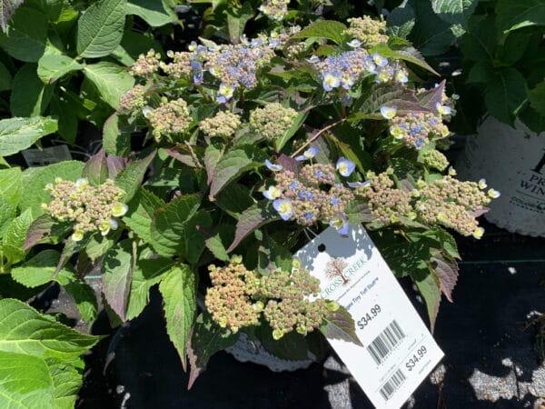 Hydrangea Tiny Tuff Stuff 3G