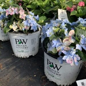 Hydrangea Tuff Stuff Ah-Ha 3G